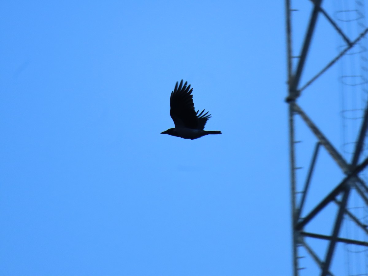 Hooded Crow (Hooded) - ML643943574