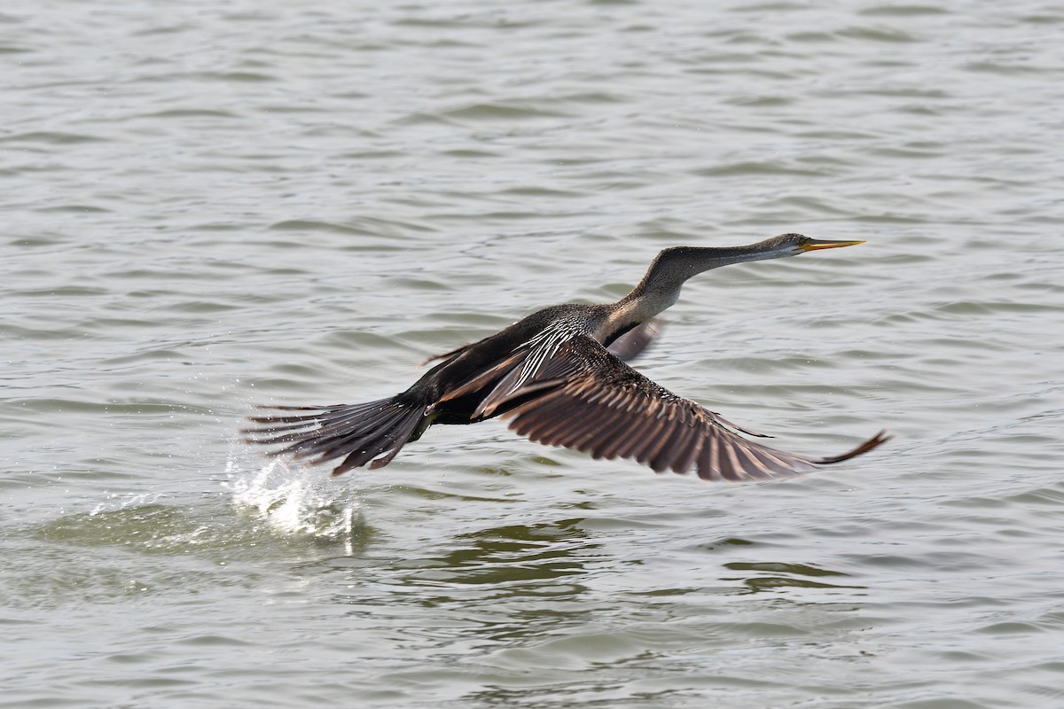 Oriental Darter - ML643943590