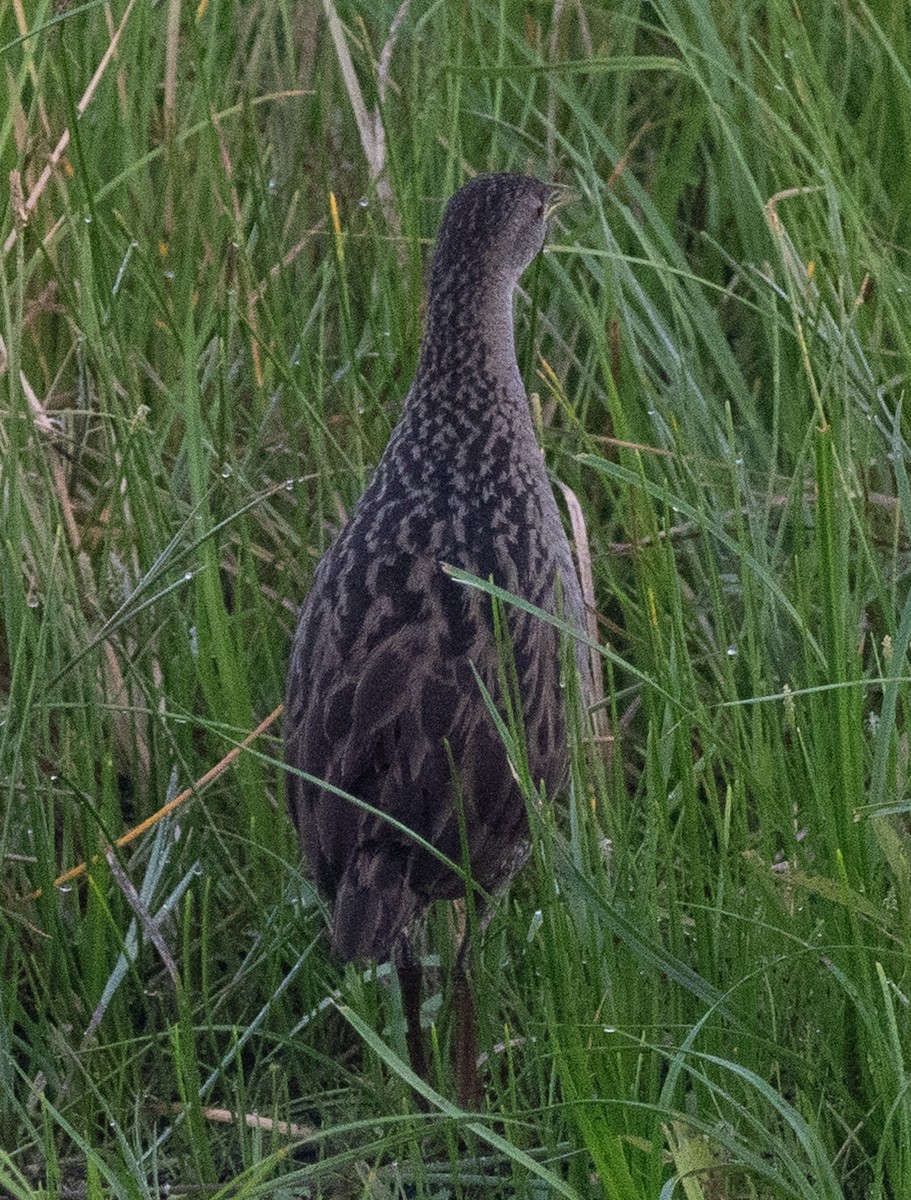 Ash-throated Crake - ML643943591