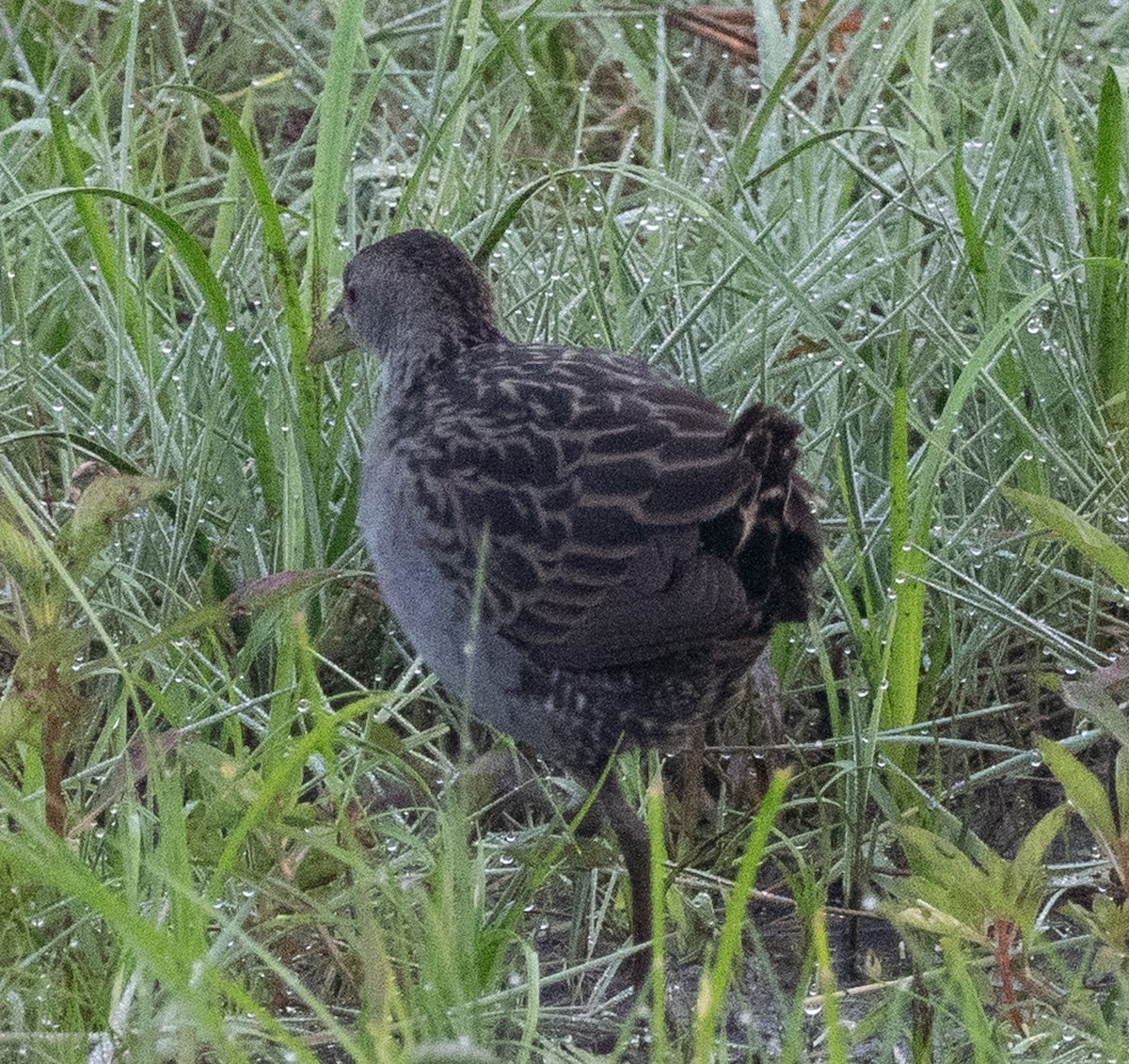 Ash-throated Crake - ML643943614