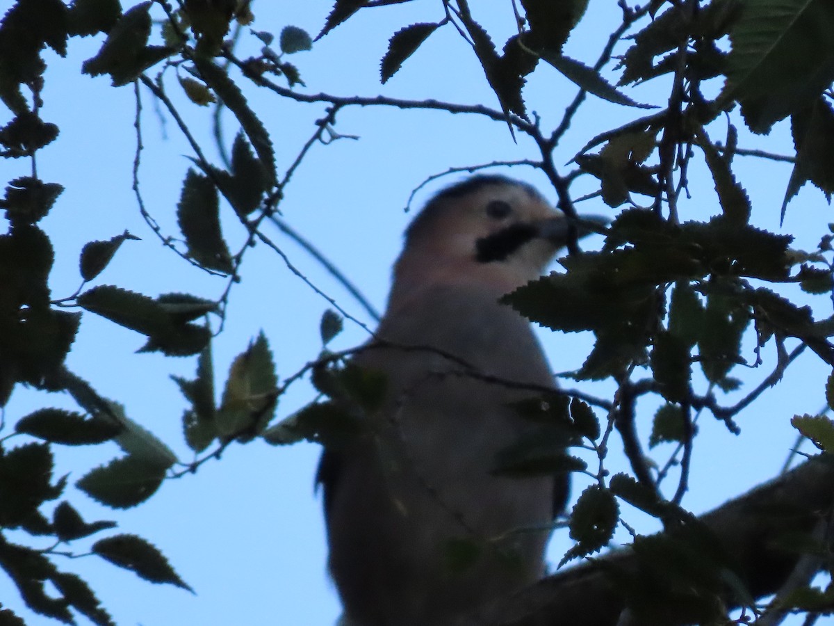 Eurasian Jay (Black-capped) - ML643943616
