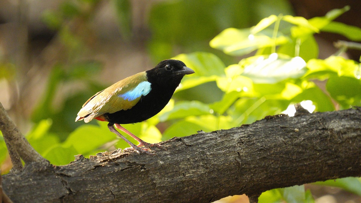 Rainbow Pitta - ML643943648