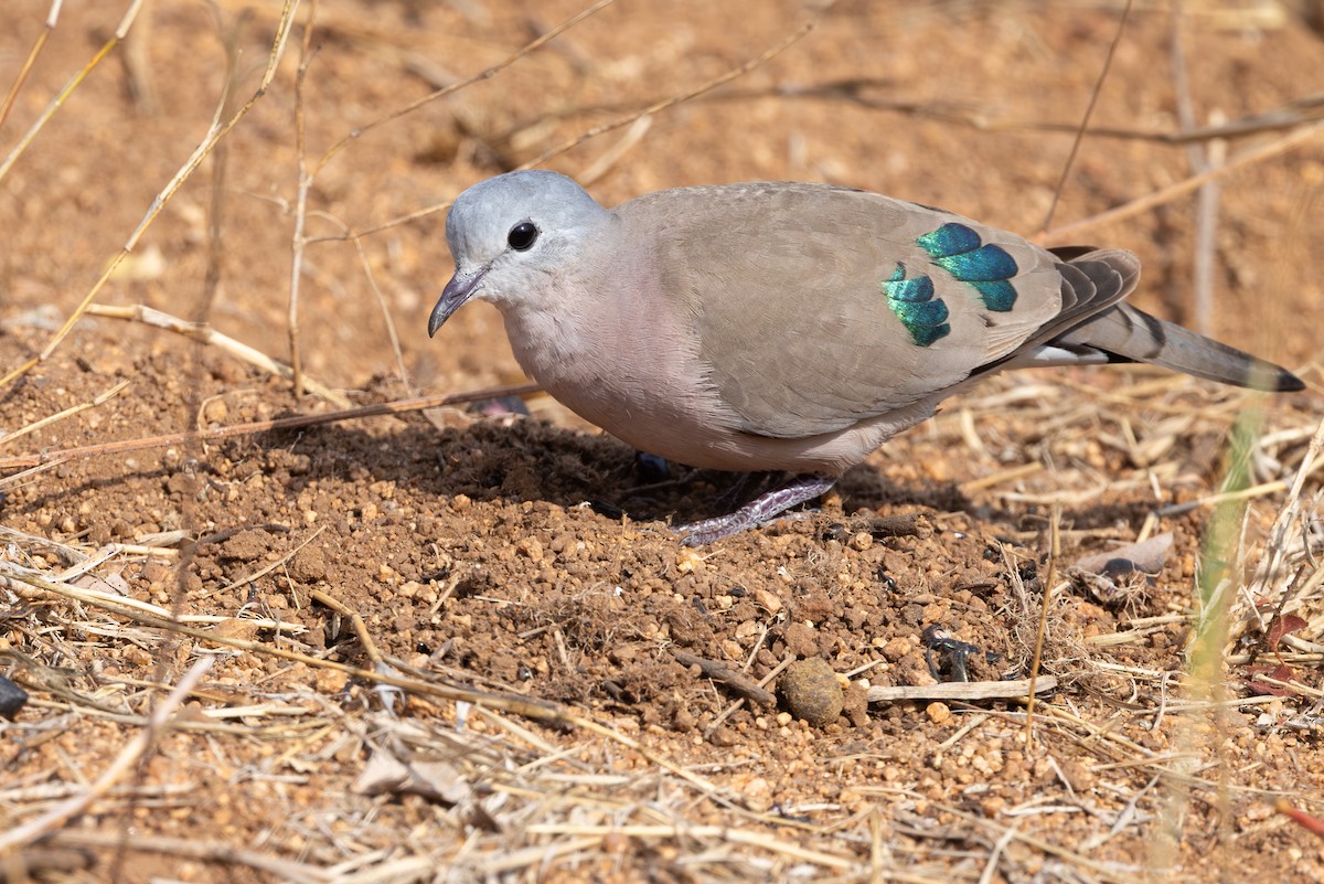 Emerald-spotted Wood-Dove - ML643943670
