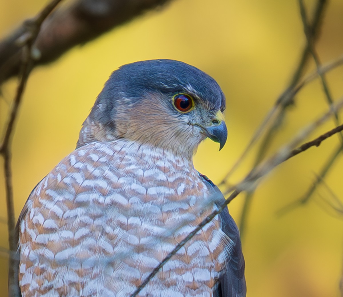 Épervier brun - ML643943673