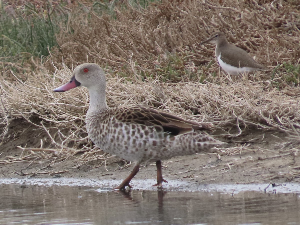 アカハシコガモ - ML643943707