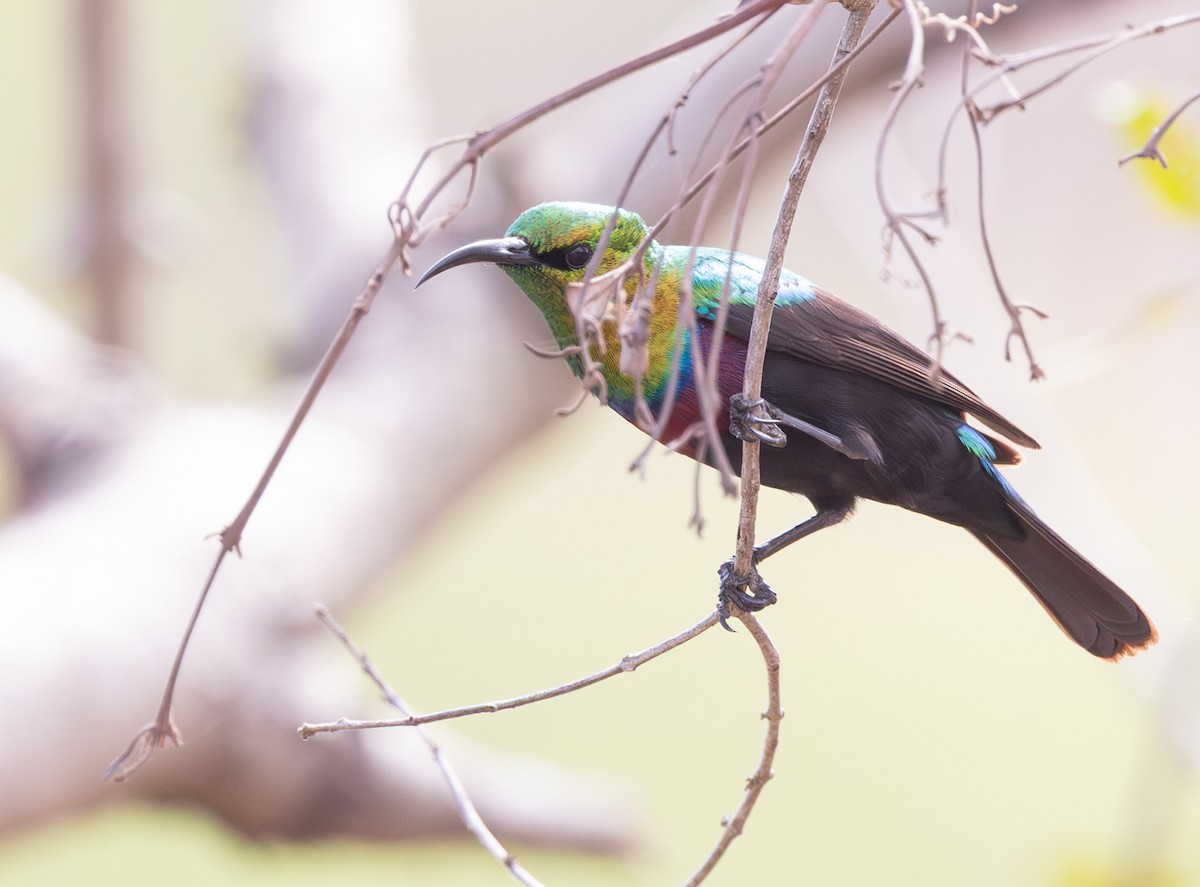 akasiesolfugl - ML643943710