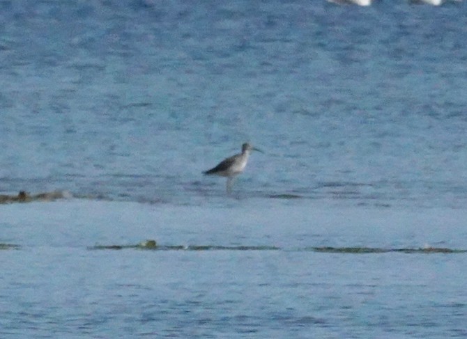 Greater Yellowlegs - ML643943720