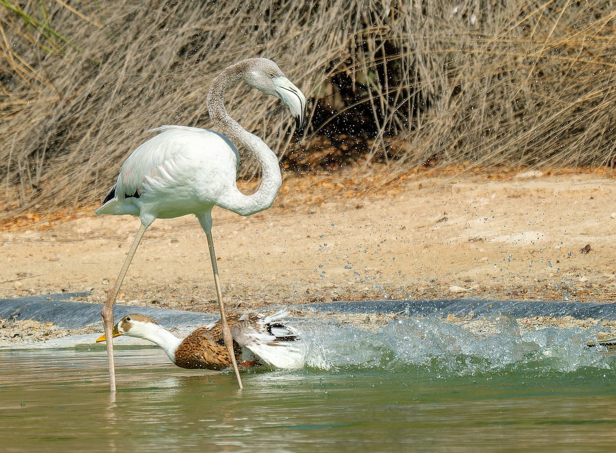 Greater Flamingo - ML643943724