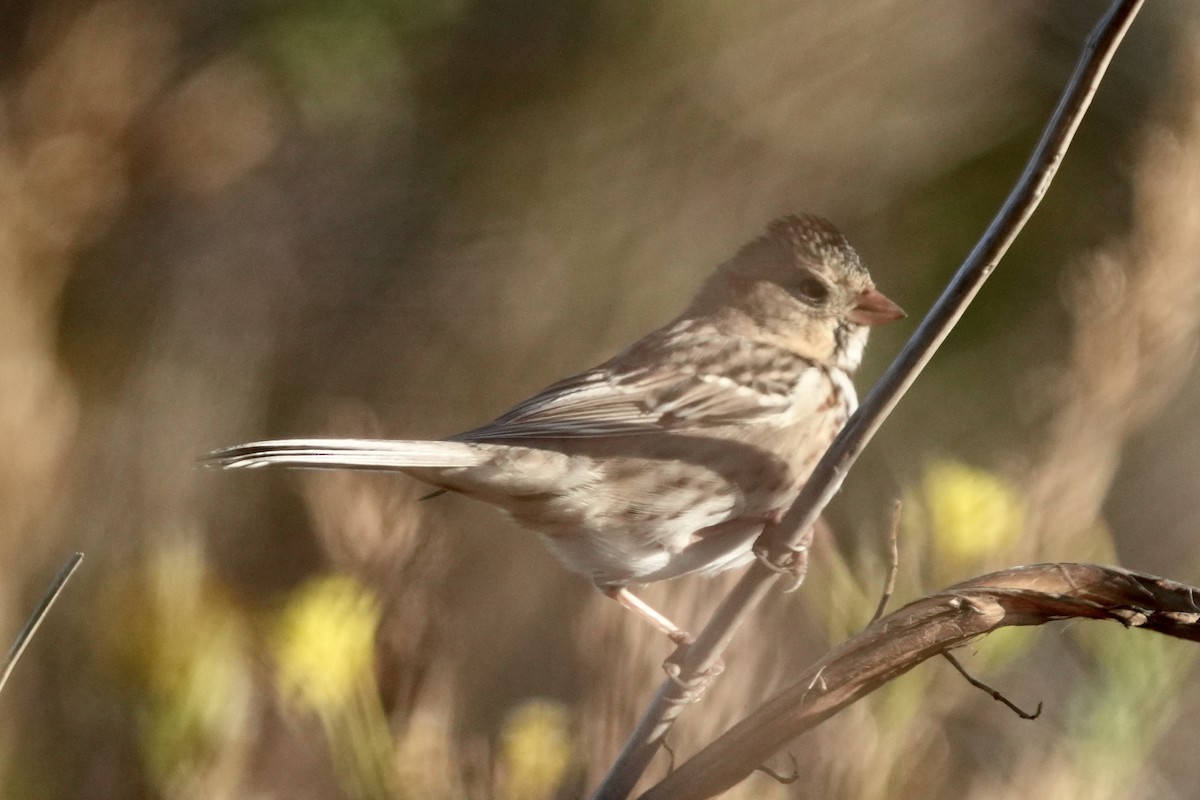 Harris's Sparrow - ML643943726
