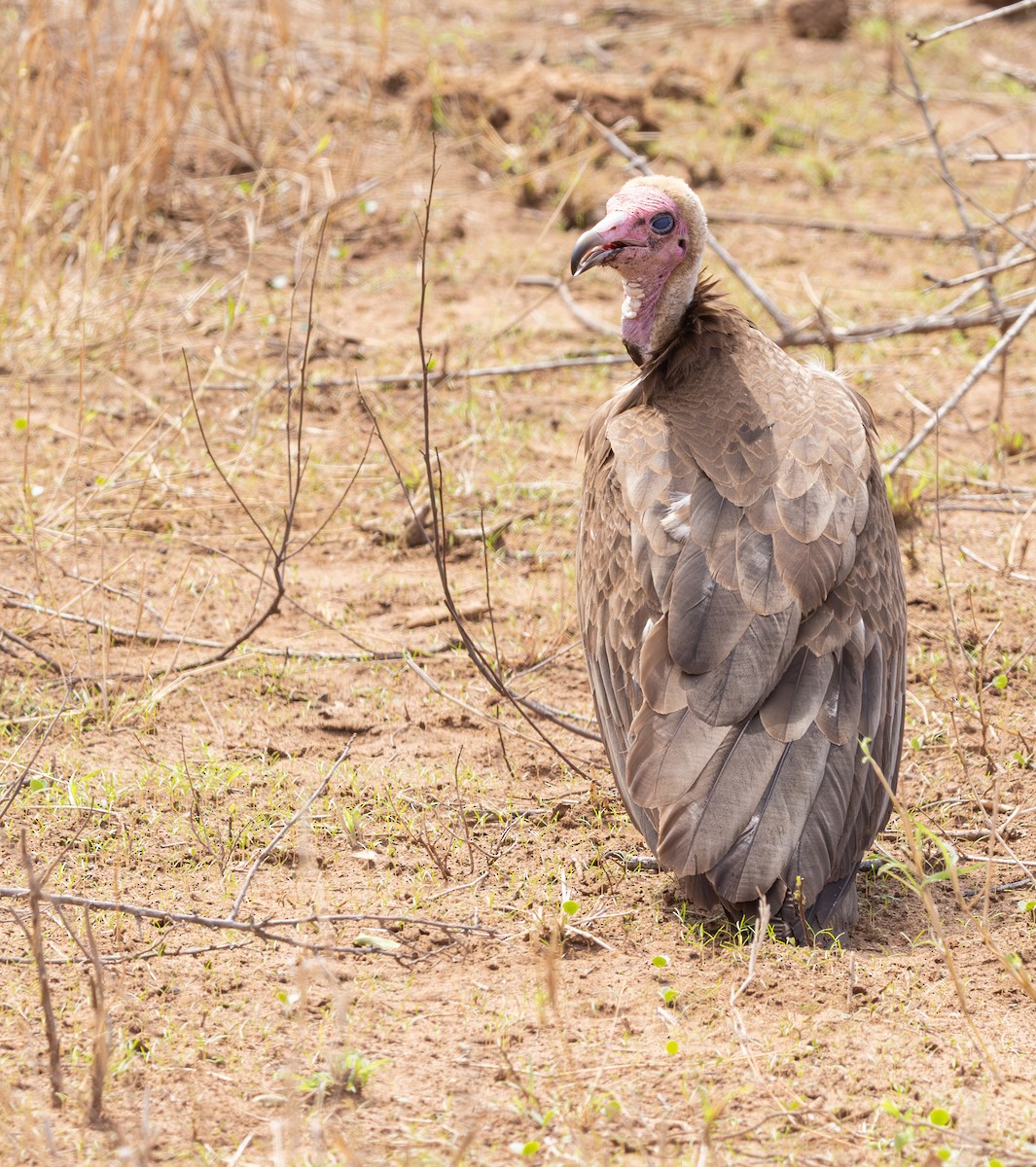 Hooded Vulture - ML643943727