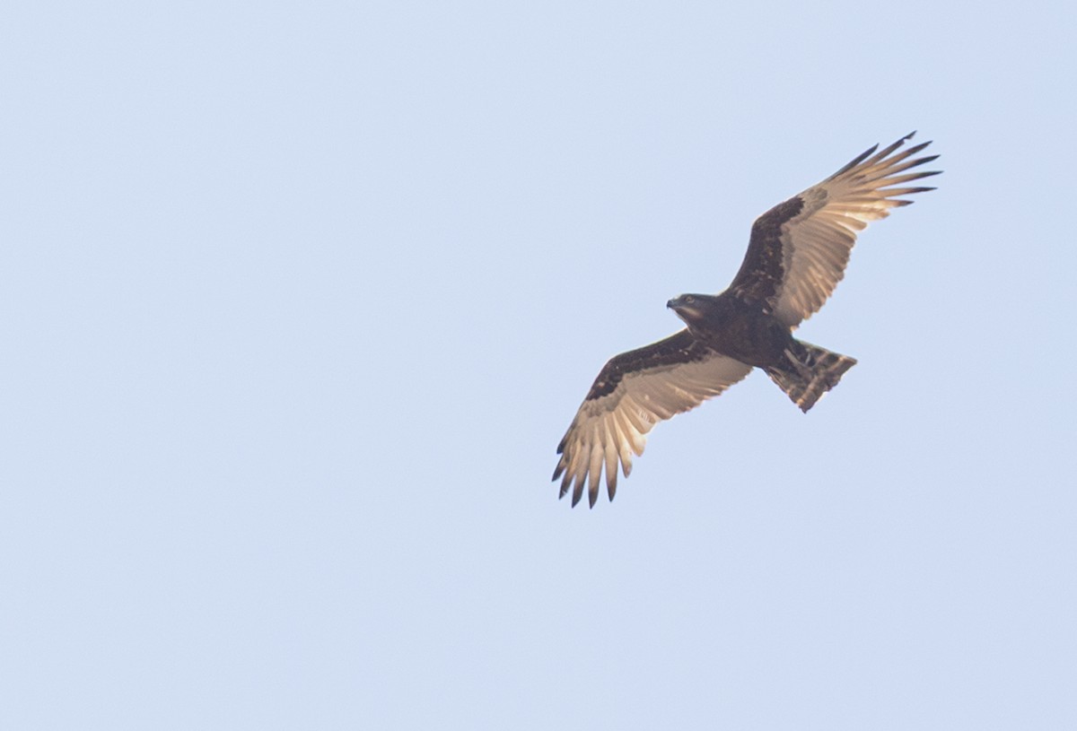Brown Snake-Eagle - ML643943753