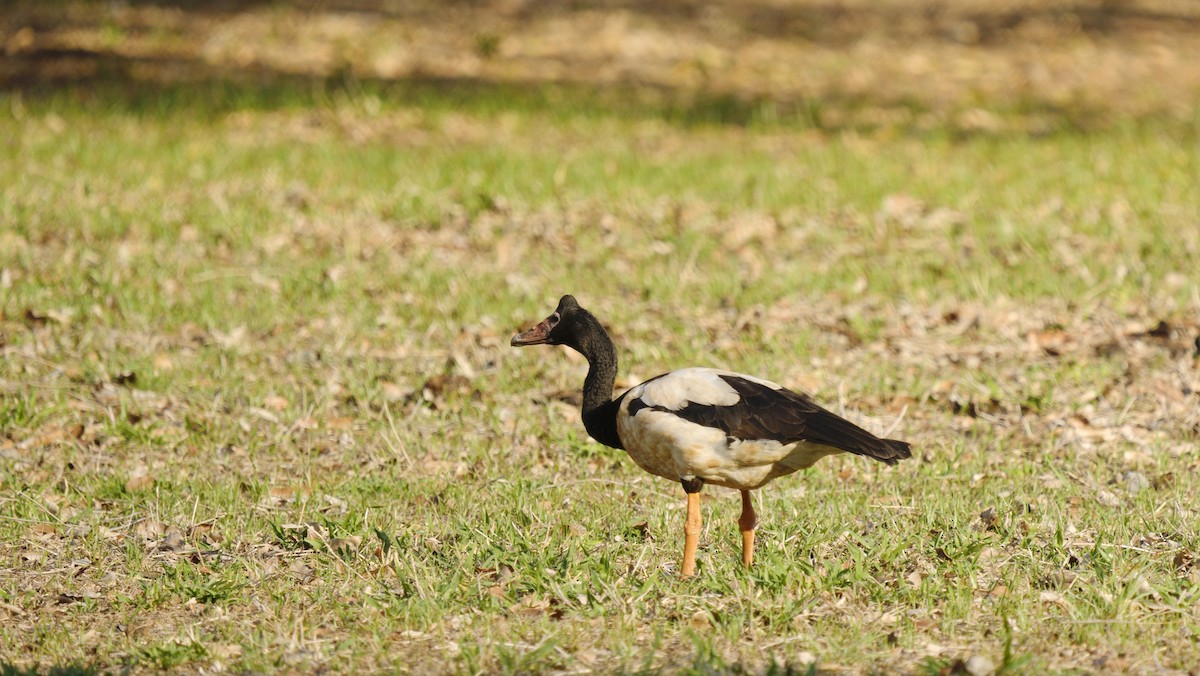 Magpie Goose - ML643943756