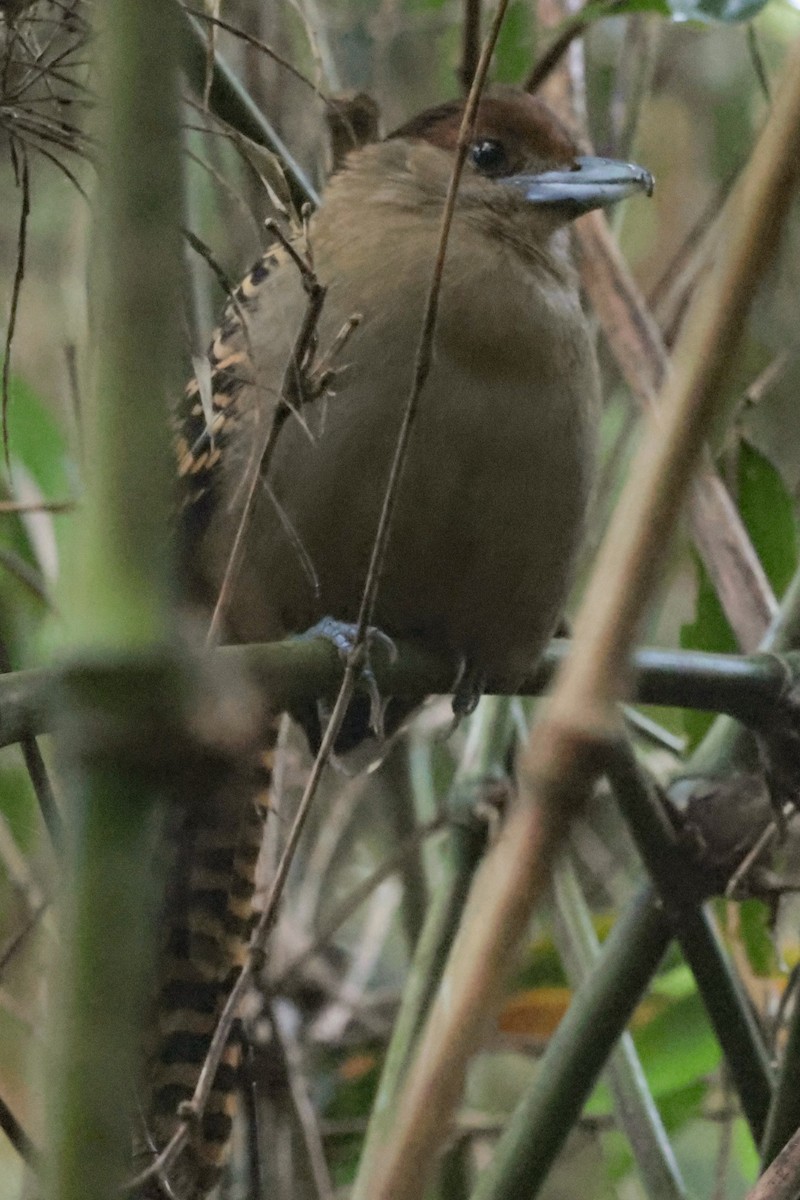 Batará Gigante - ML643943788