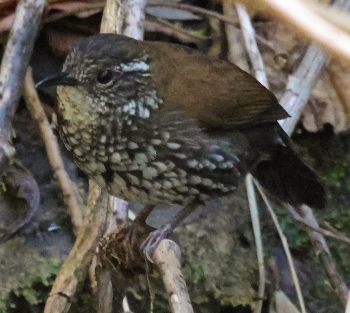 Sharp-tailed Streamcreeper - ML643943794