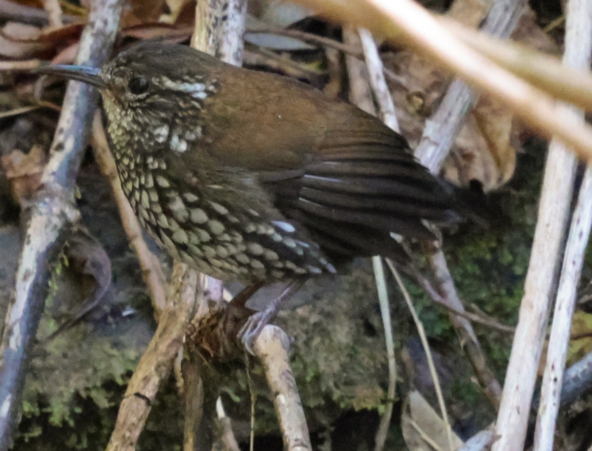 Sharp-tailed Streamcreeper - ML643943795