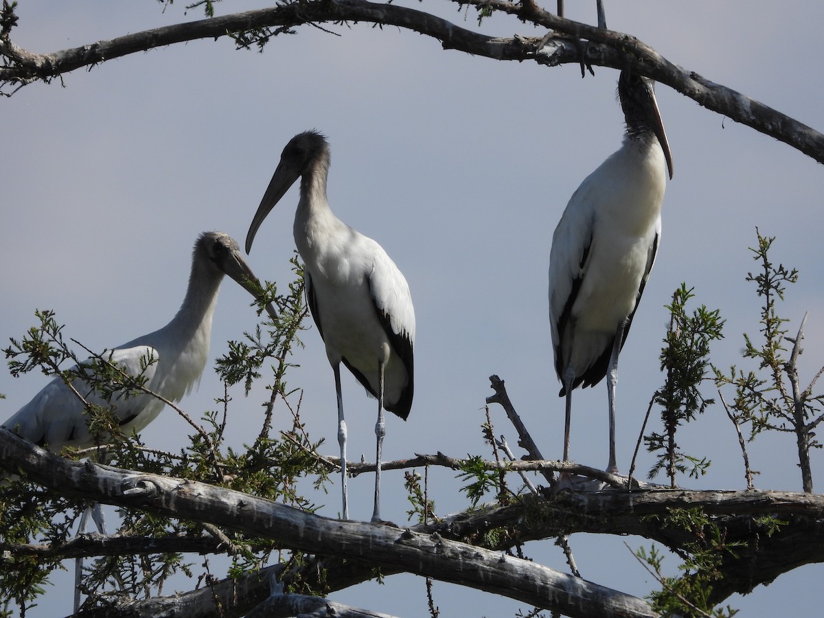 Wood Stork - ML643943800