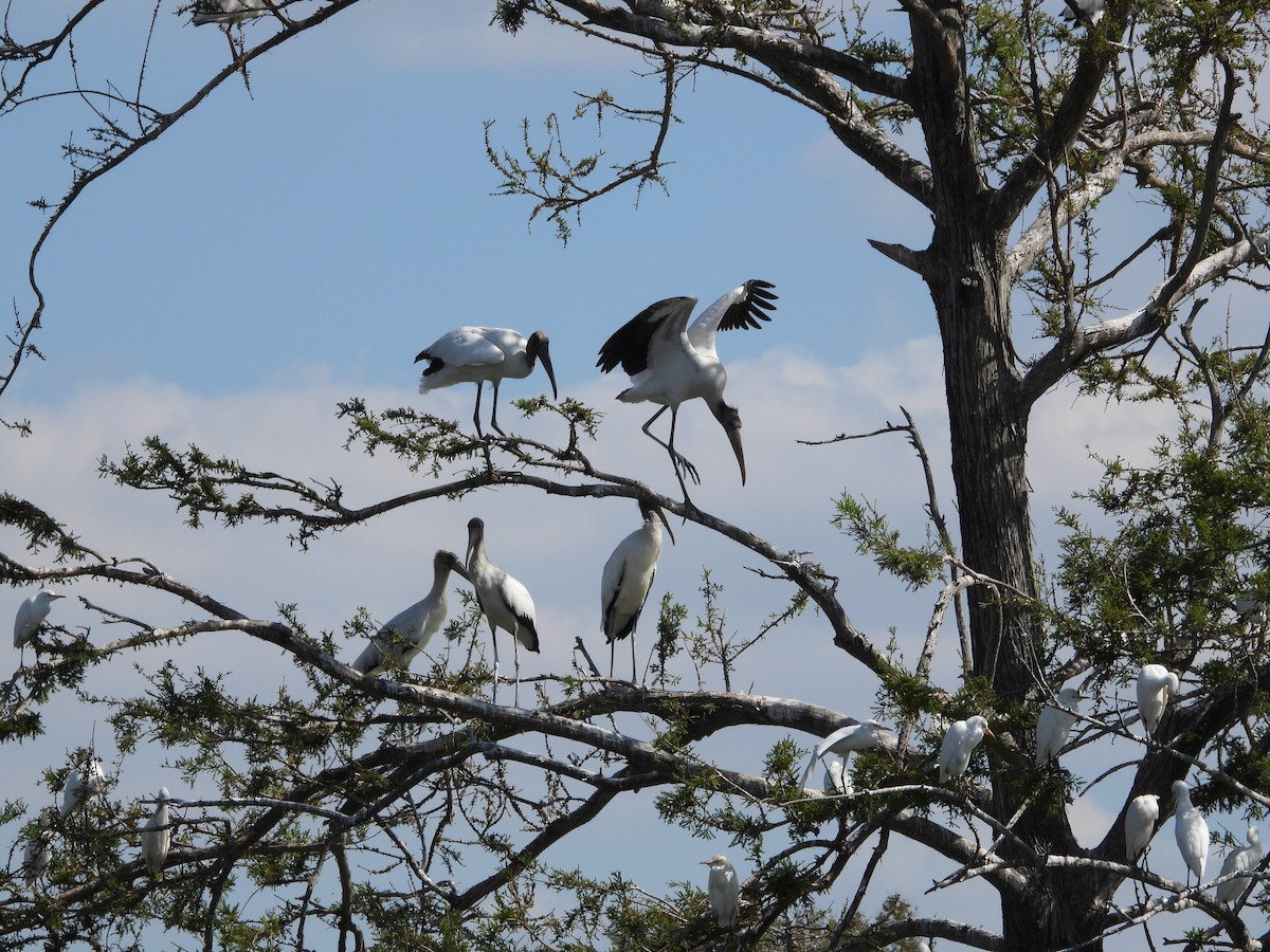 Wood Stork - ML643943801
