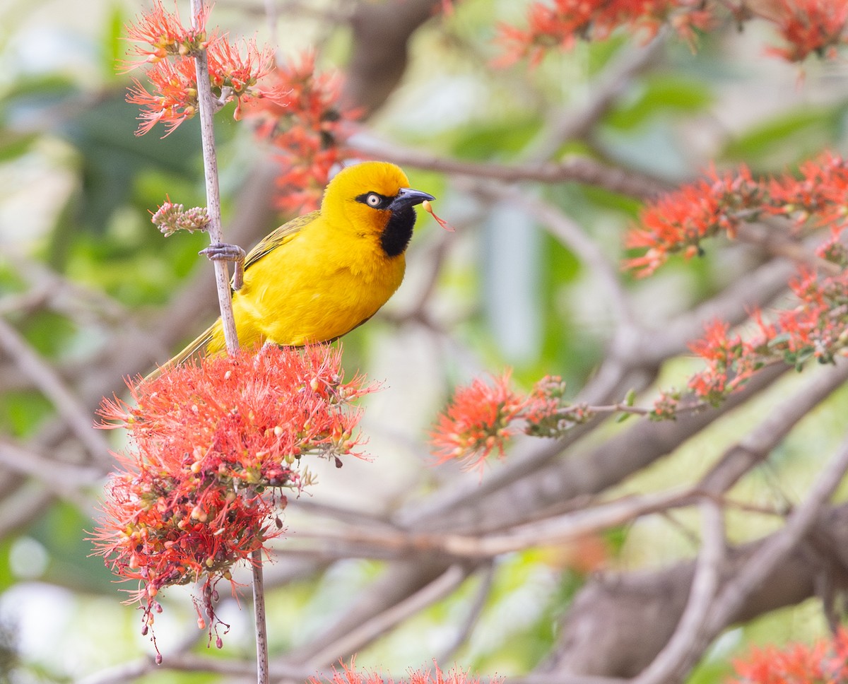 Spectacled Weaver - ML643943810