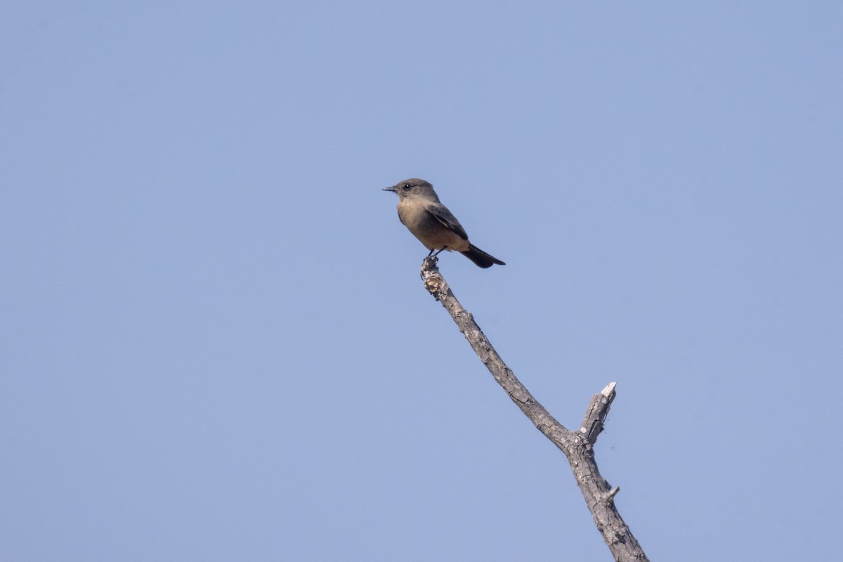 Say's Phoebe - ML643943840