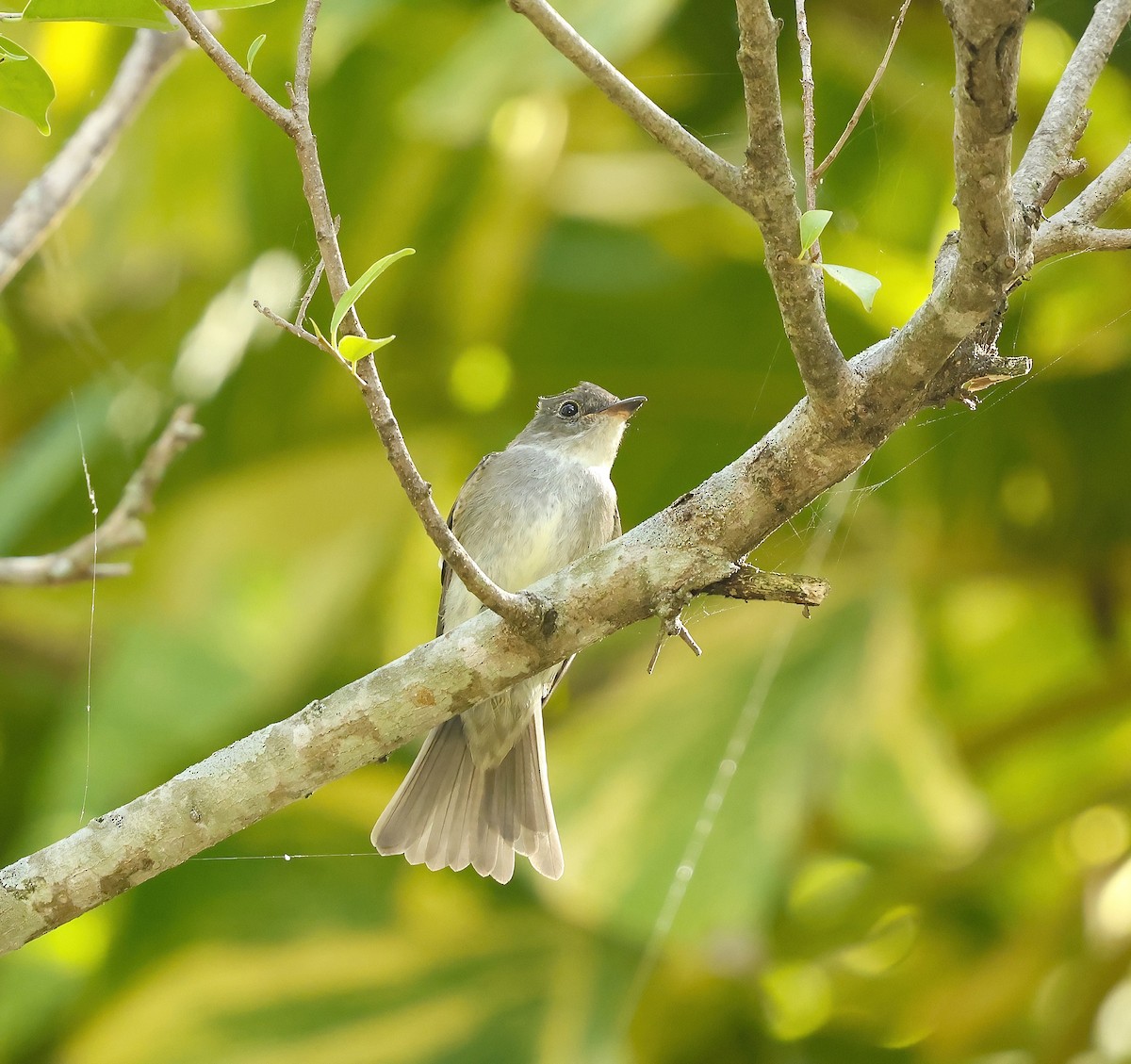 Eastern Wood-Pewee - ML643943843