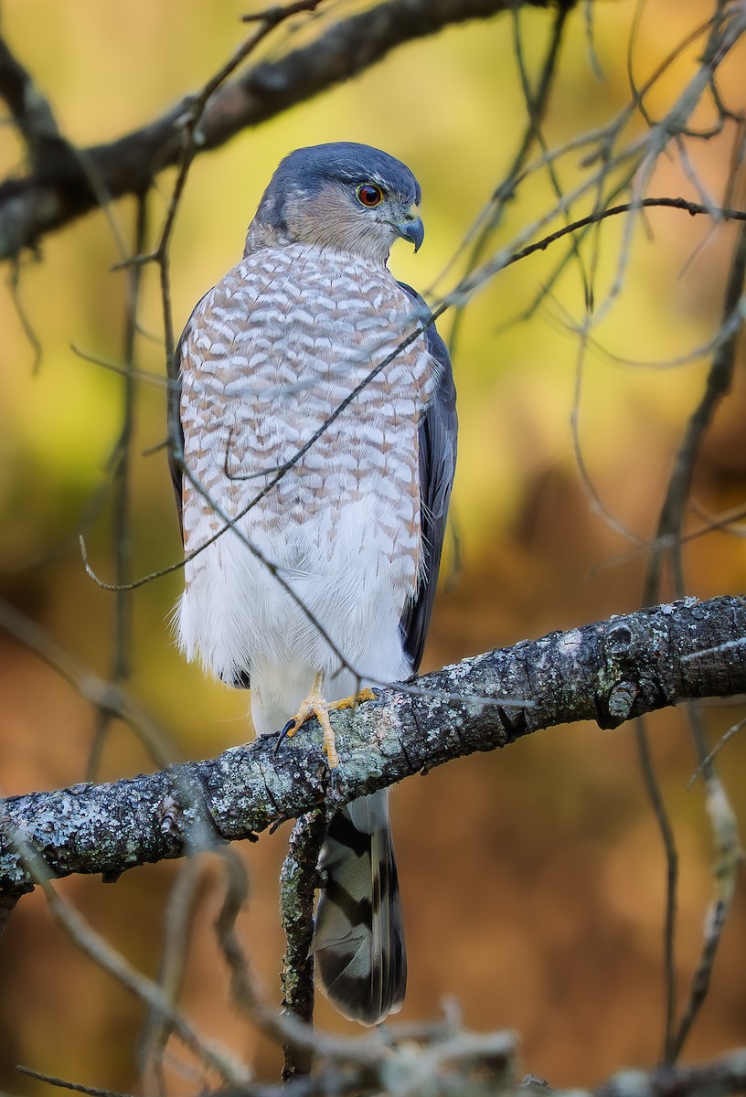 Épervier brun - ML643943844