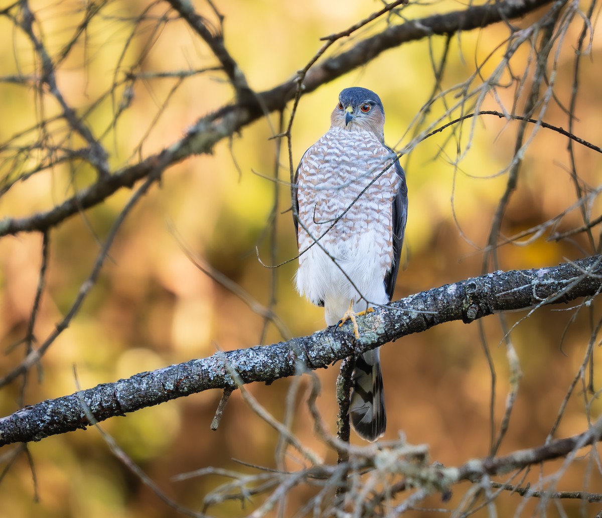 Épervier brun - ML643943845