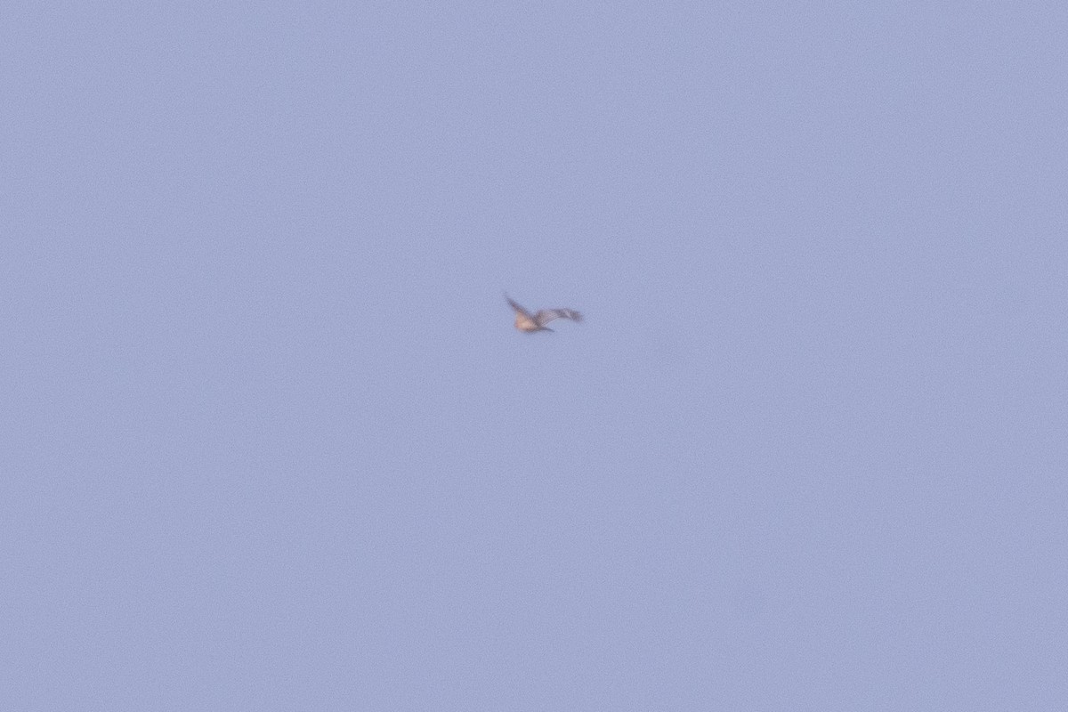 Buteo sp. - ML643943846