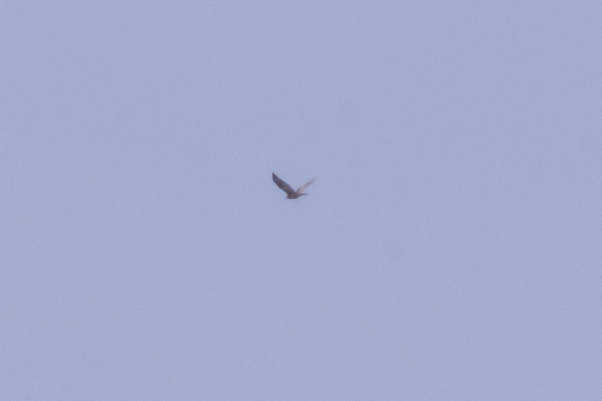 Buteo sp. - ML643943847