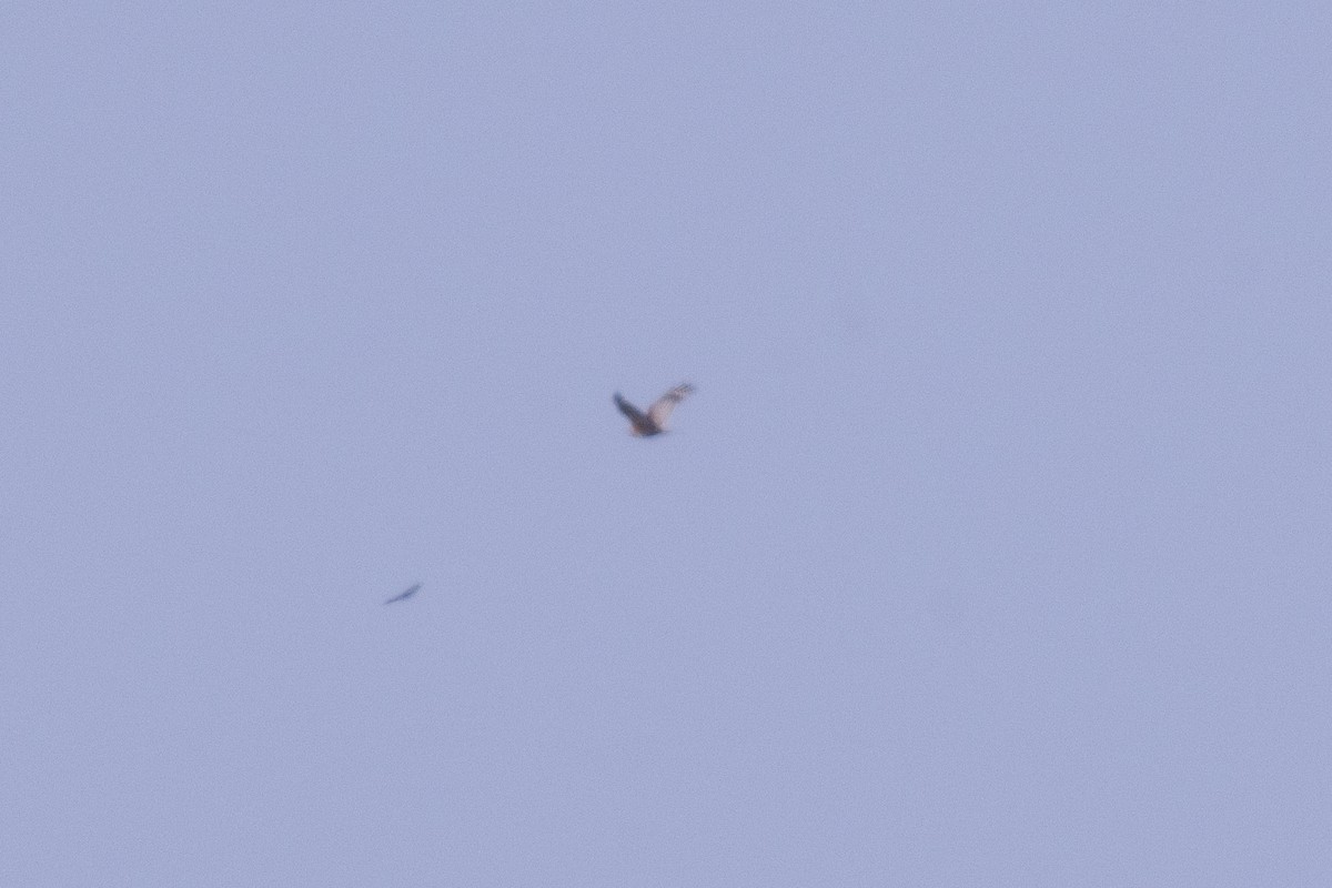 Buteo sp. - ML643943848
