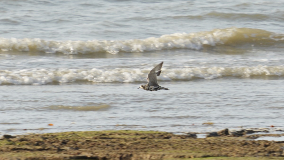 Pacific Golden-Plover - ML643943868