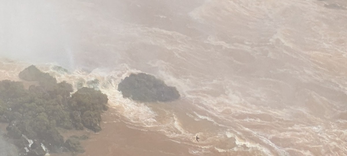 Great Dusky Swift - ML643943881