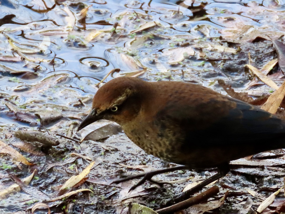 Rusty Blackbird - ML643943928