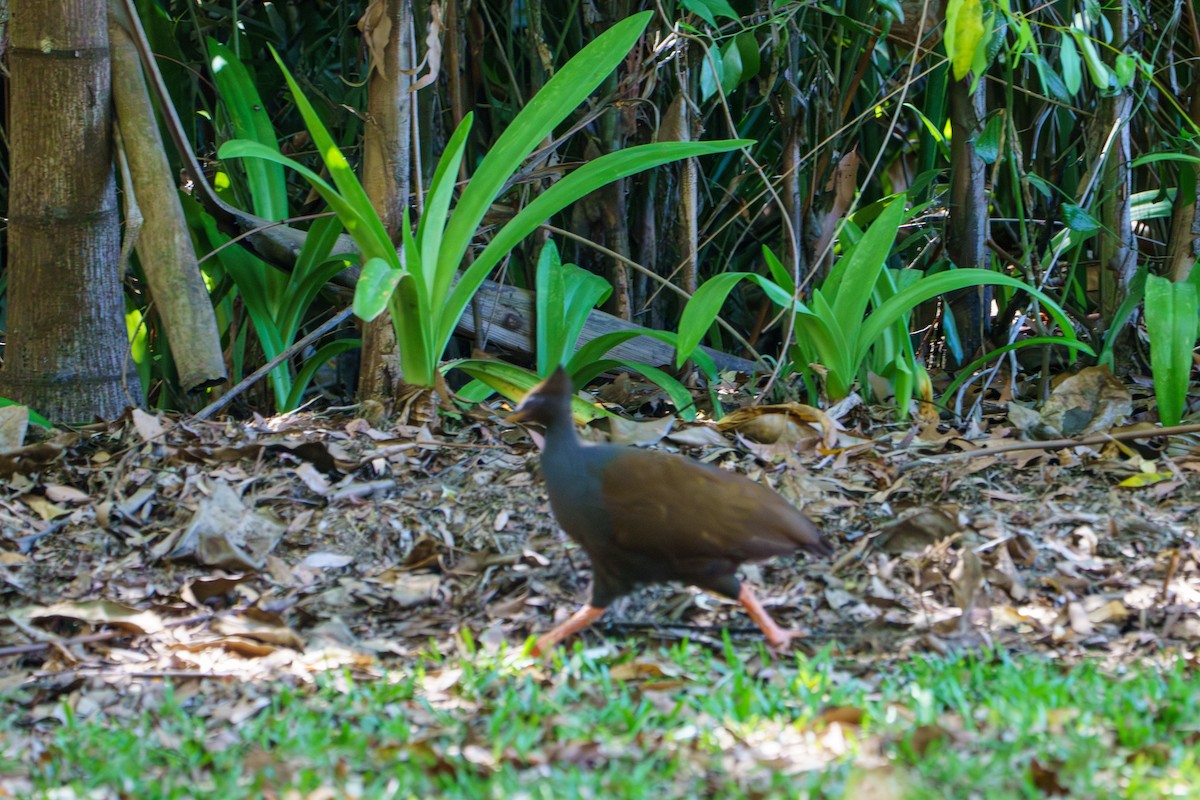 Orange-footed Megapode - ML643943931