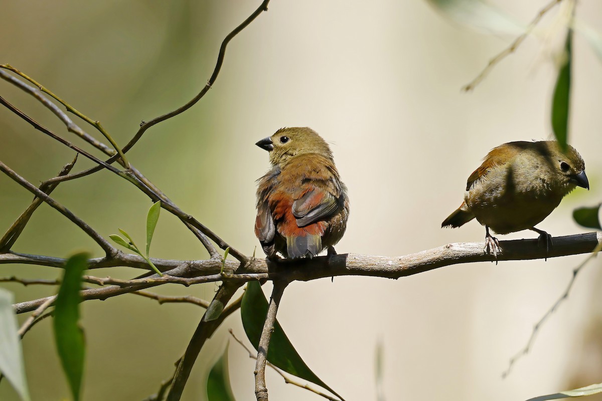 Red-faced Crimsonwing - ML643943935