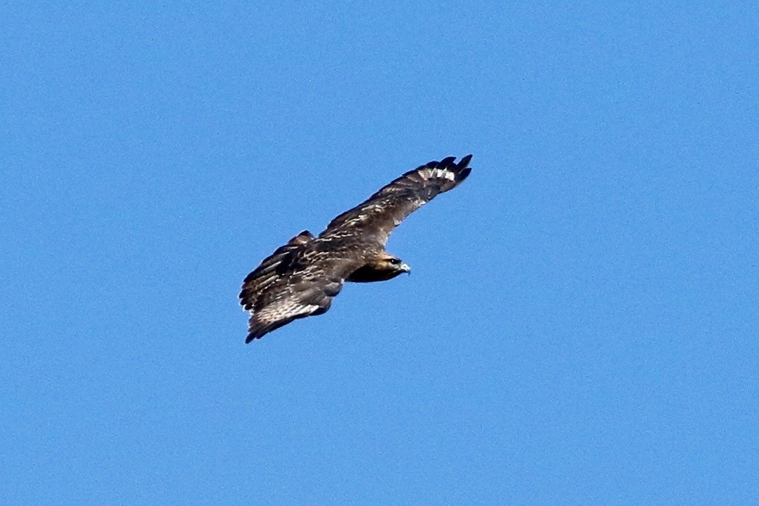 Buse variable - ML643943940