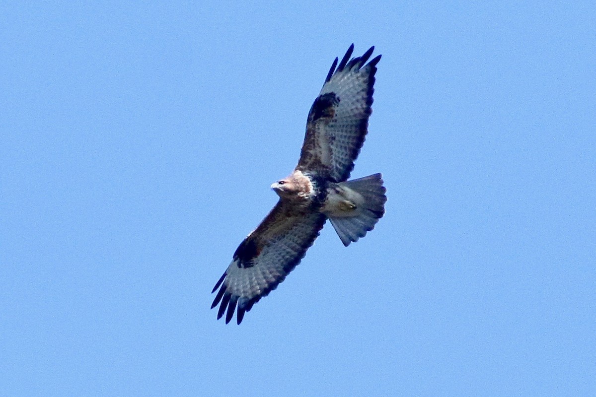 Buse variable - ML643943941
