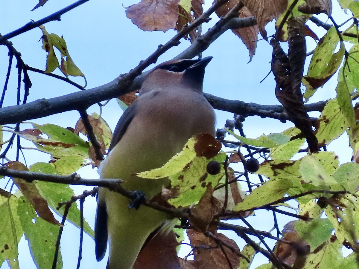 Cedar Waxwing - ML643943946