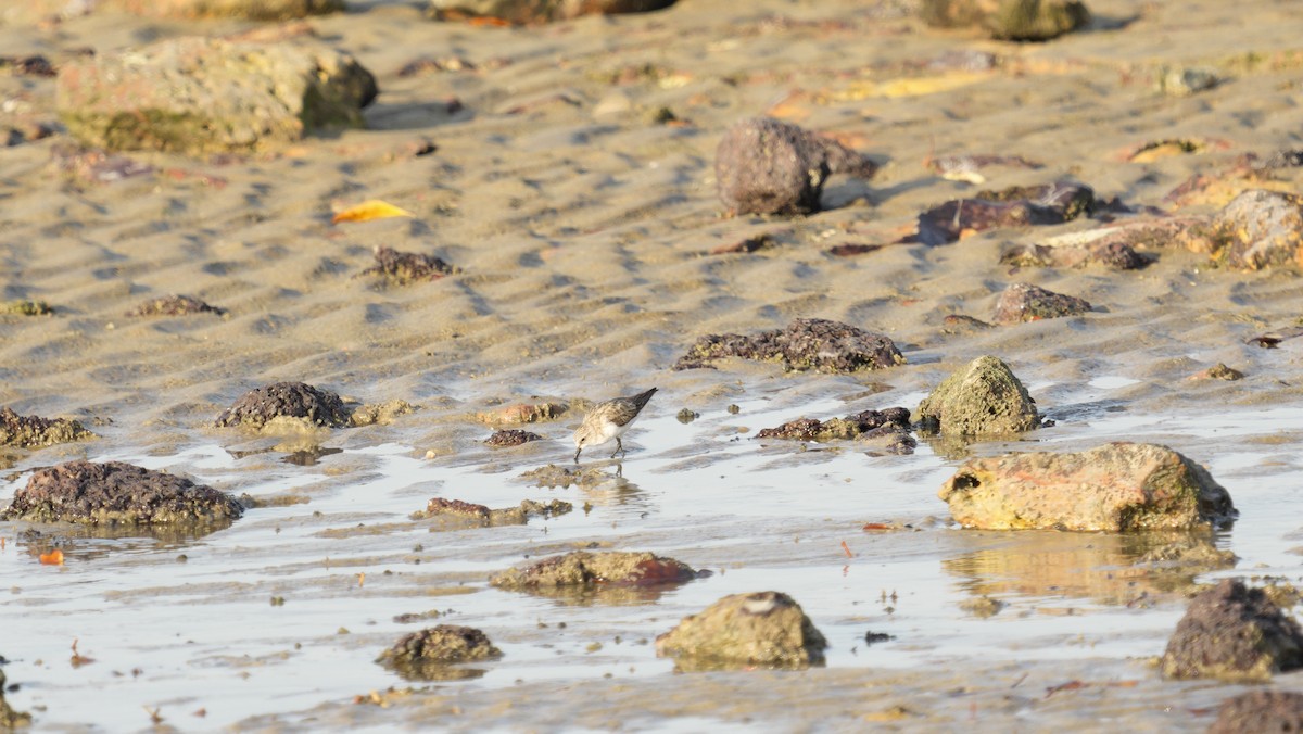 Red-necked Stint - ML643943960