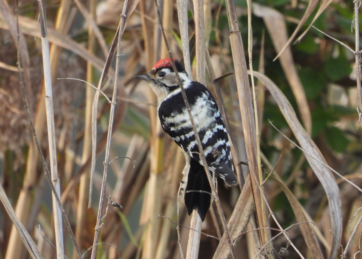 Lesser Spotted Woodpecker - ML643943964