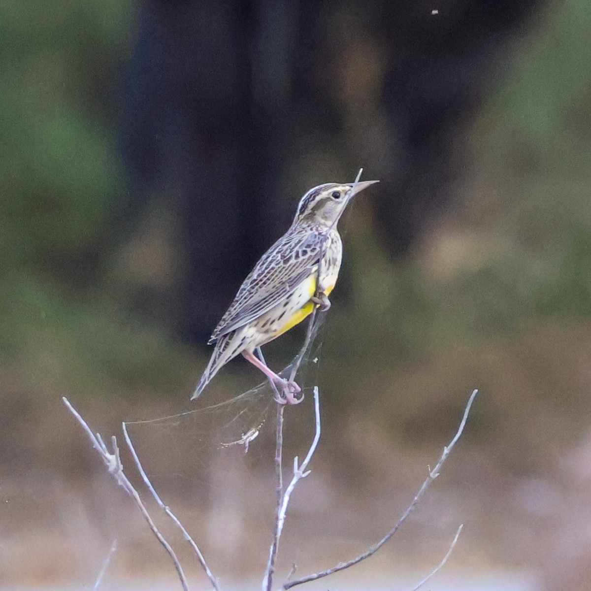 Western Meadowlark - ML643943966