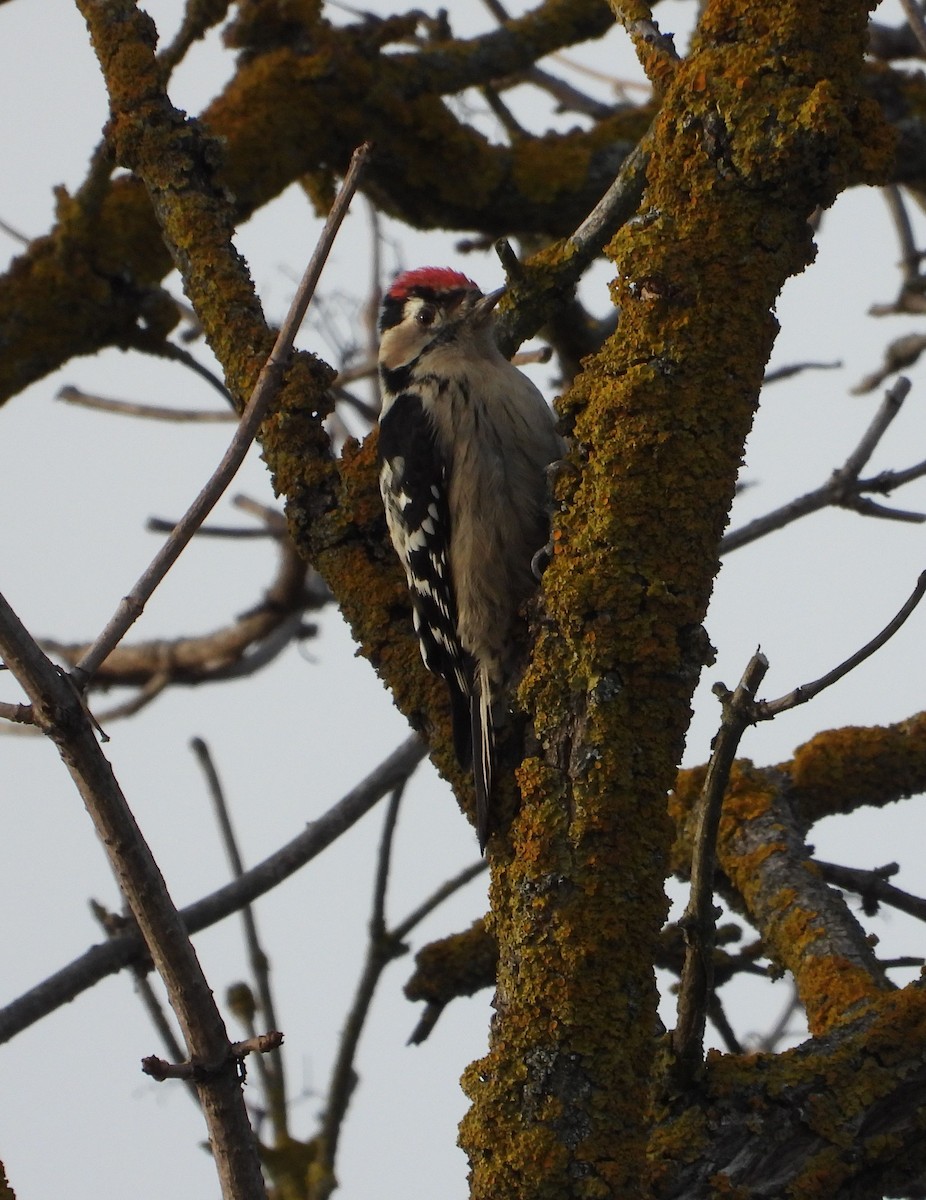 Lesser Spotted Woodpecker - ML643943967