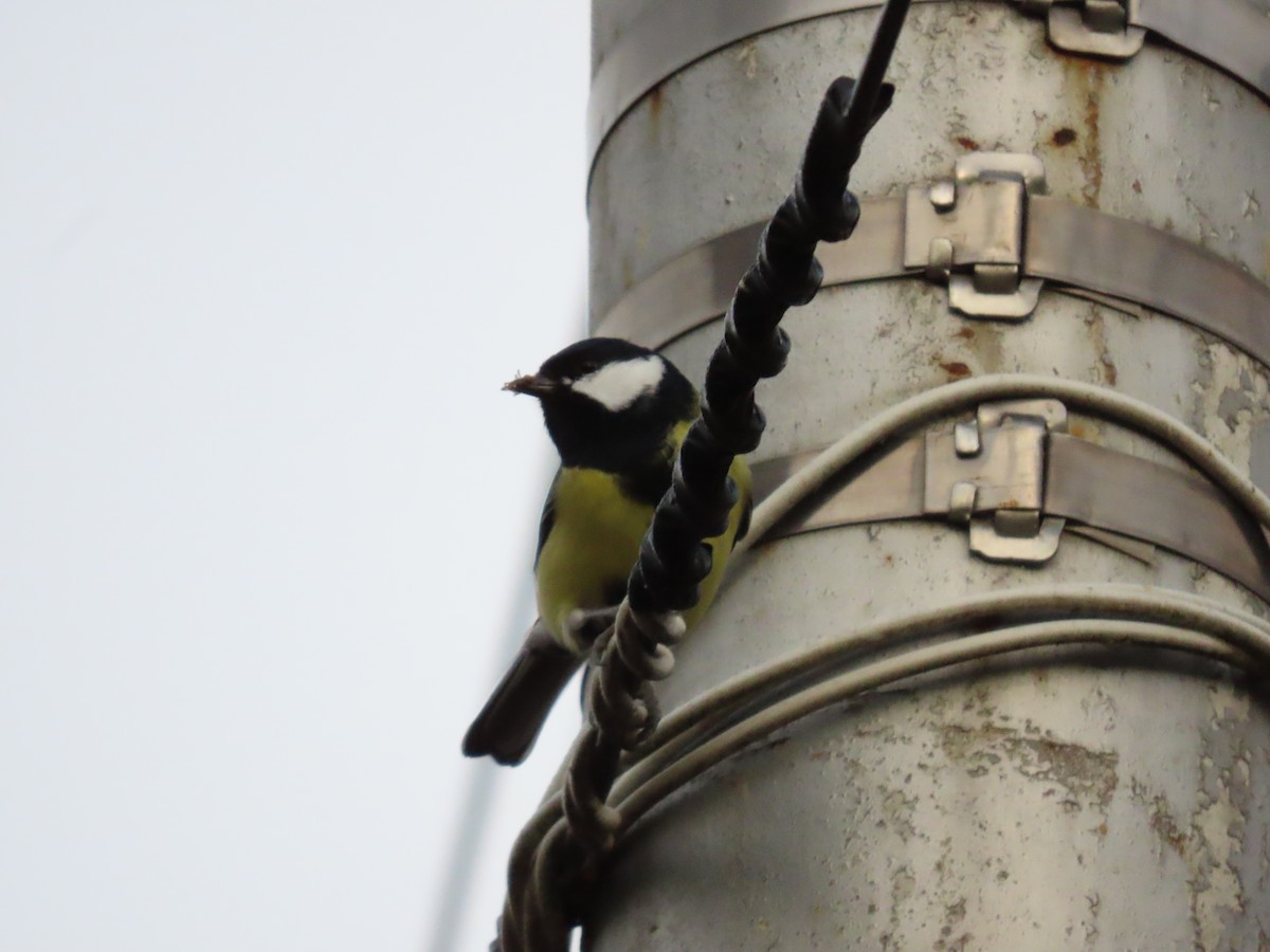 Great Tit (Great) - ML643943986