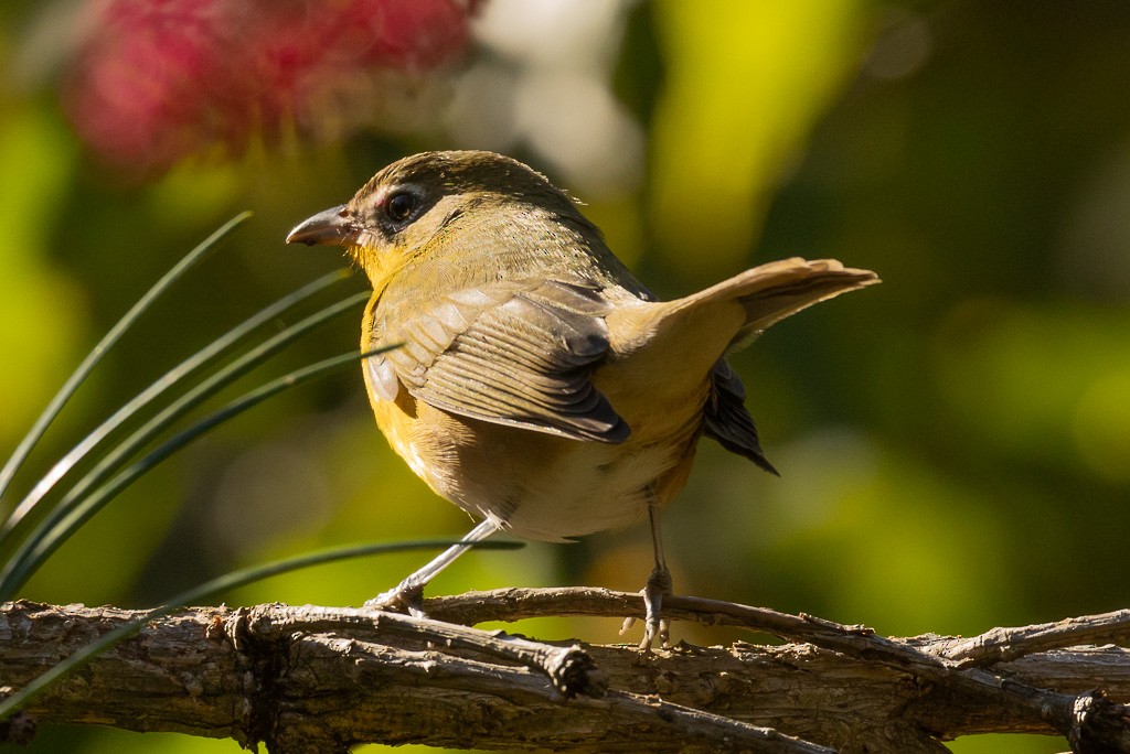 Yellow-breasted Chat - ML643943997
