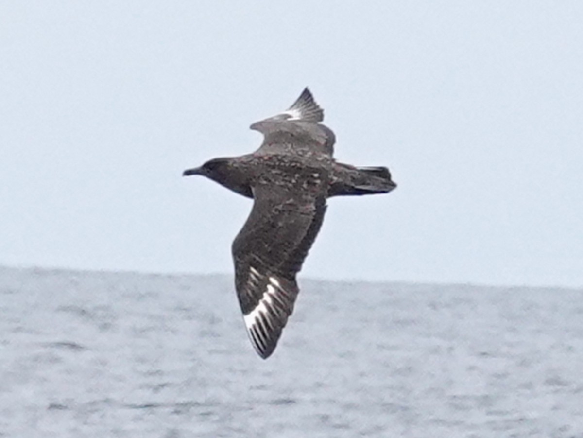 Great Skua - ML643944012