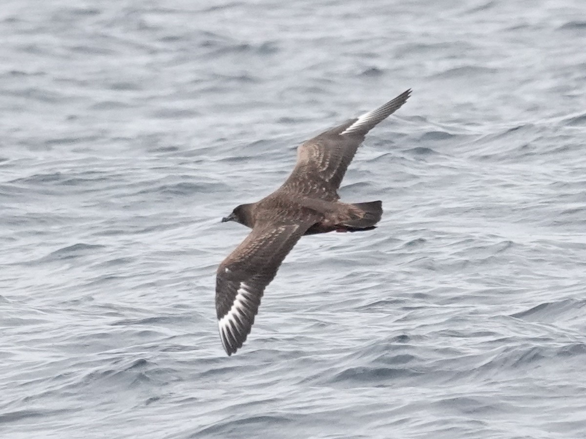 Great Skua - ML643944013