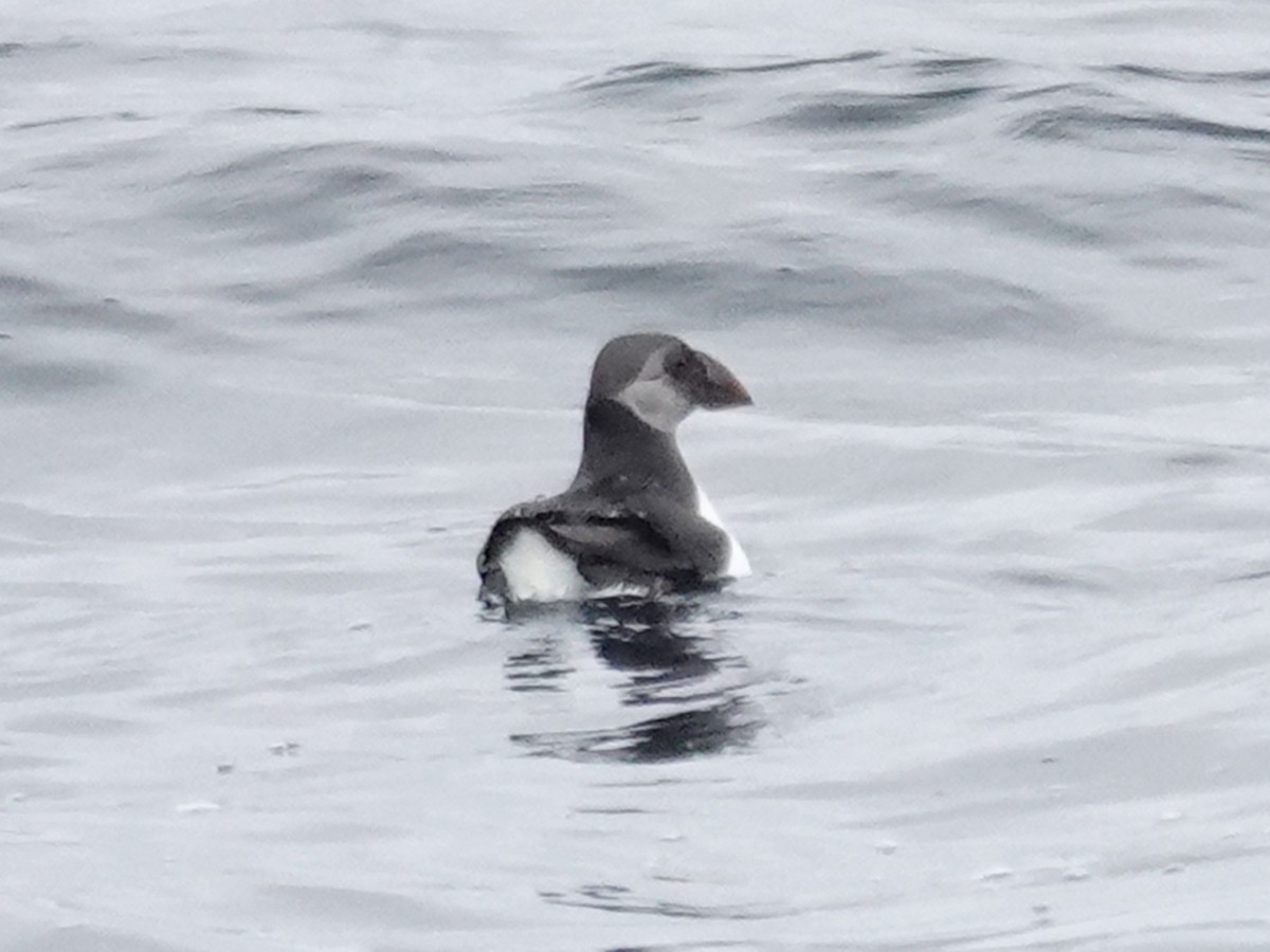 Atlantic Puffin - ML643944060