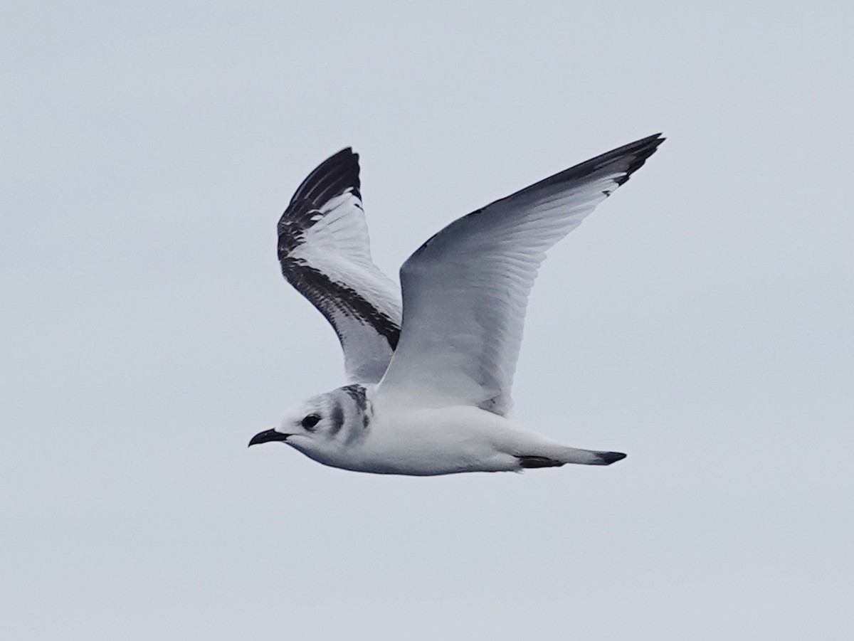 Black-legged Kittiwake - ML643944076