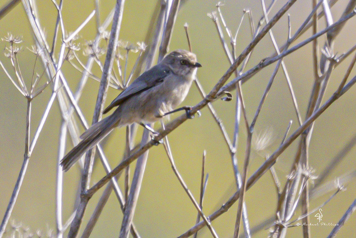 Bushtit - ML643944083