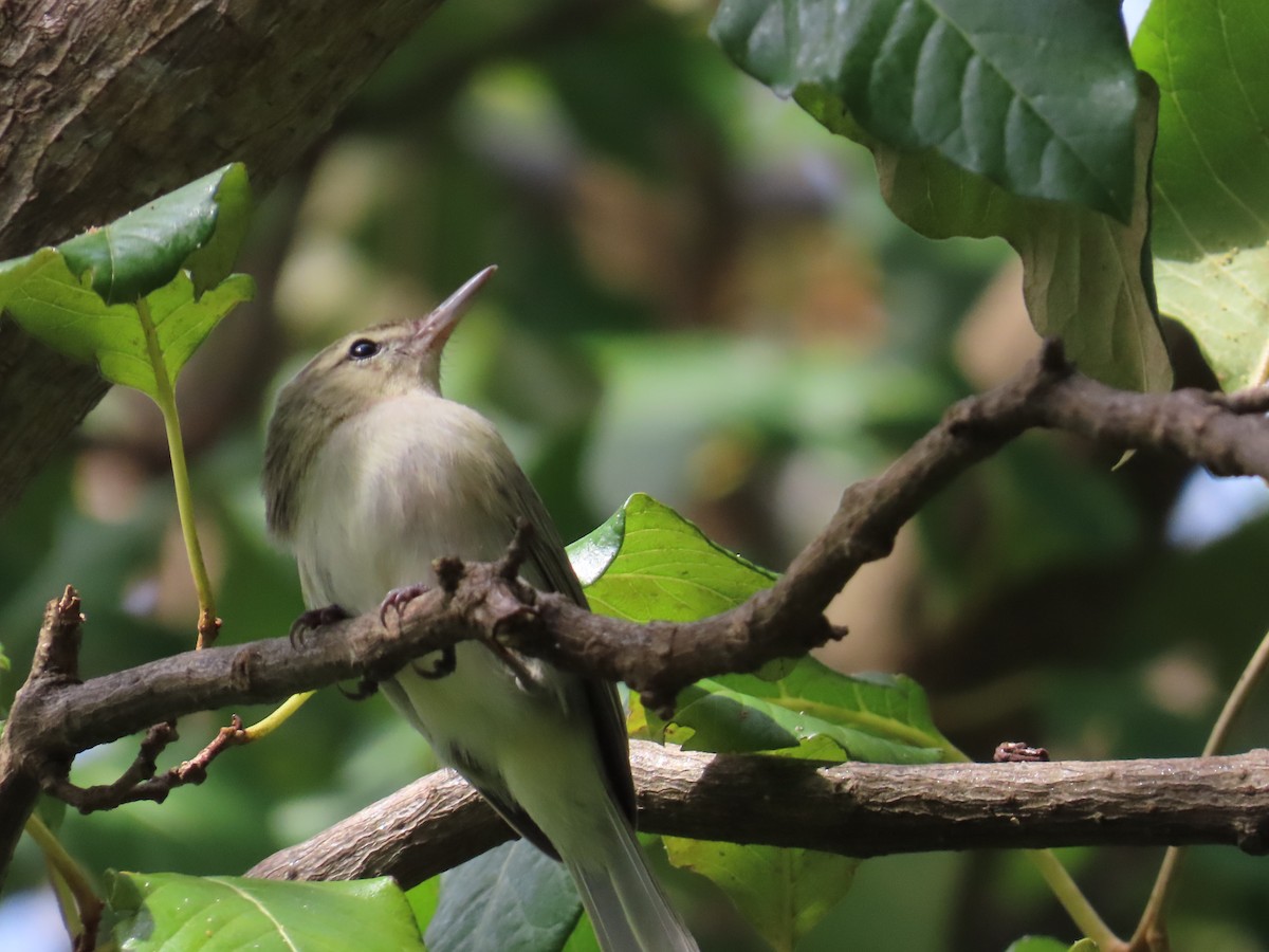 Schmalschnabelvireo - ML643944097