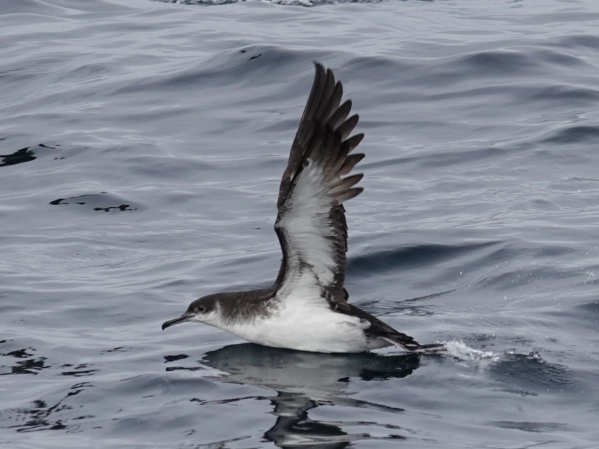 Puffin des Anglais - ML643944110